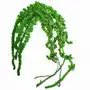 Amarantus szarłat kulisty zielony stabilizowany Sklep on-line