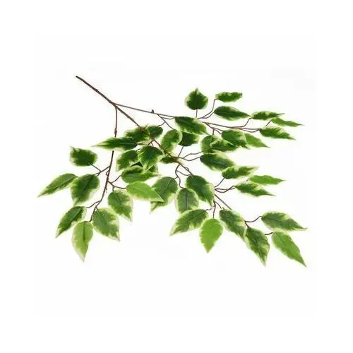 Gałązka benjamina cieniowana zielona 65 x 45 cm