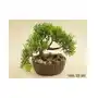 Bonsai w doniczce 15 cm Sklep on-line