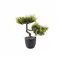 Bonsai w doniczce 30 cm Sklep on-line