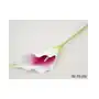 Calla pojedyncza Sklep on-line