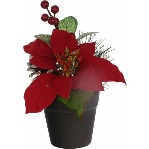 Poinsettia welurowa w doniczce