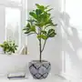 Dekoracyjna roślina doniczkowa Evolet Sklep on-line