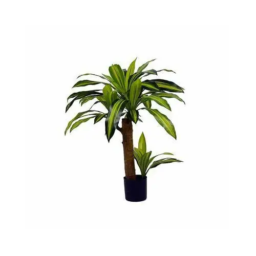 Dracena w doniczce