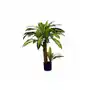 Dracena w doniczce Sklep on-line