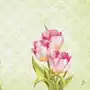 Serwetki classic 40 x 40 cm Love Tulips (300 szt.) Sklep on-line