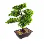 Duże Drzewko Bonsai Sztuczna Roślina 40CM Sklep on-line