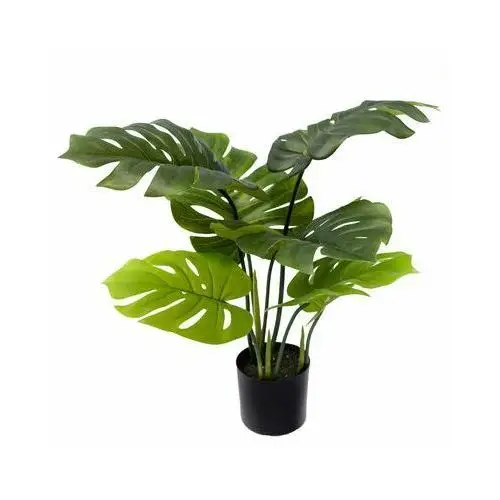 Monstera w donicy 60 cm Everglory