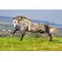 Fototapeta 3D Koń Konie Zwierzęta Krajobraz Sklep on-line