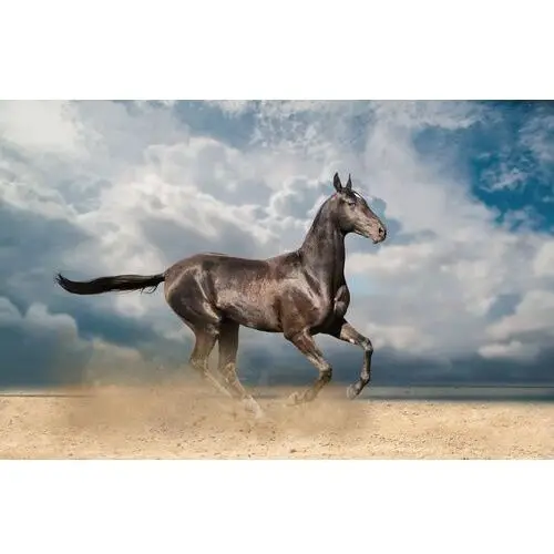Fototapeta 3D Koń Konie Zwierzęta Krajobraz