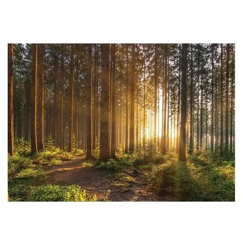 Fototapeta Krajobraz Natura Drzewa Słońce 254x184