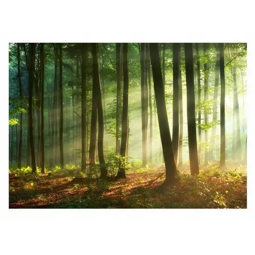 Fototapeta Las Drzewa Słońce 3D Krajobraz 254x184