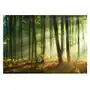 Fototapeta Las Drzewa Słońce 3D Krajobraz 368x254Wyróżnienie Sklep on-line