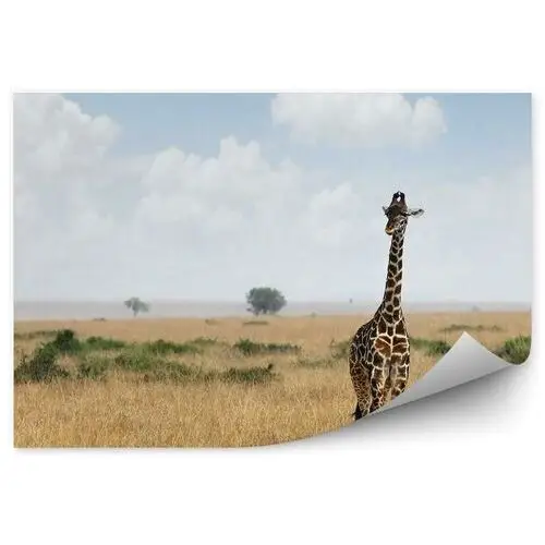 Afrykańska żyrafa zwierzę sawanna krajobraz Fototapeta Afrykańska żyrafa zwierzę sawanna krajobraz 250x250cm MagicStick