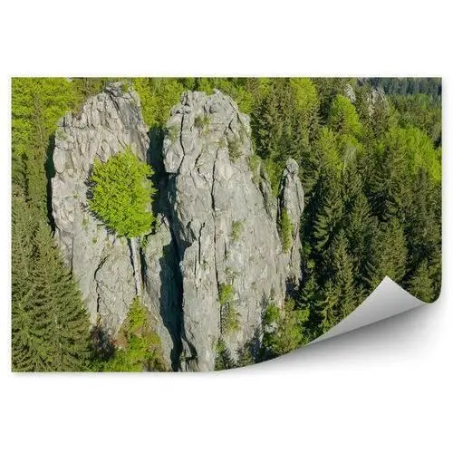 Fototapety.pl Choinki las skały krajobraz sudety fototapeta choinki las skały krajobraz sudety 250x250cm fizelina