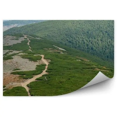 Górski krajobraz choinki lasy szlak fototapeta górski krajobraz choinki lasy szlak 250x250cm fizelina Fototapety.pl