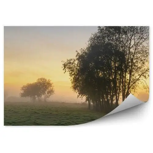 Fototapety.pl Jesienny krajobraz mgła drzewa polana fototapeta na ścianę jesienny krajobraz mgła drzewa polana 250x250cm fizelina