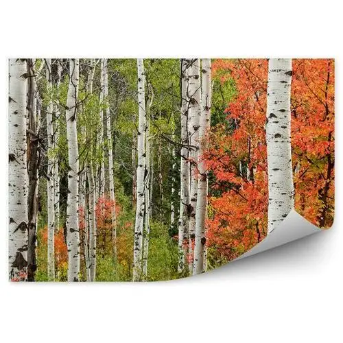 Jesienny krajobraz w liściastym lesie Fototapeta na ścianę Jesienny krajobraz w liściastym lesie 250x250cm MagicStick