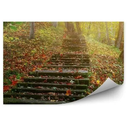 Kamienne schody w lesie jesienny krajobraz fototapeta samoprzylepna kamienne schody w lesie jesienny krajobraz 250x250cm fizelina Fototapety.pl