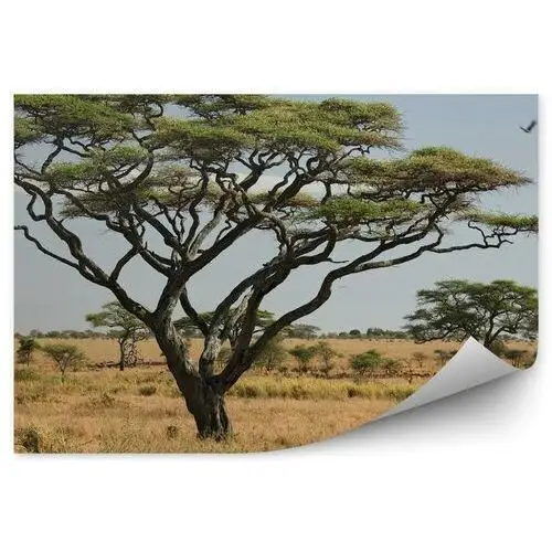 Krajobraz afryka drzewa natura fototapeta krajobraz afryka drzewa natura 250x250cm fizelina Fototapety.pl