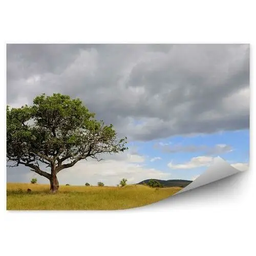 Krajobraz drzewo afryka natura Fototapeta Krajobraz drzewo afryka natura 250x250cm Fizelina