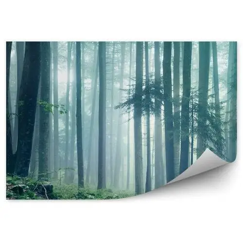 Krajobraz leśny mgła zieleń trawa fototapeta na ścianę krajobraz leśny mgła zieleń trawa 250x250cm magicstick Fototapety.pl