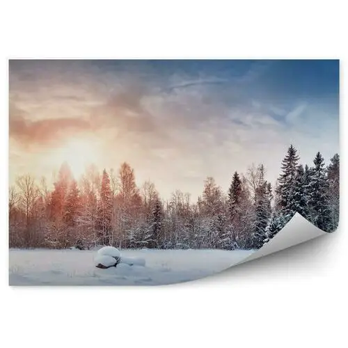 Piękne drzewa i zimowy krajobraz późnym wieczorem fototapeta piękne drzewa i zimowy krajobraz późnym wieczorem 250x250cm magicstick Fototapety.pl