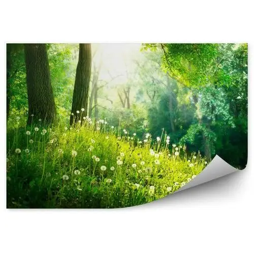 Fototapety.pl Wiosna piękny krajobraz. zielona trawa i drzewa fototapeta wiosna piękny krajobraz. zielona trawa i drzewa 250x250cm magicstick