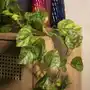 Homla Girlanda z liści sztuczna tropical zone epipremnum 195 cm Sklep on-line