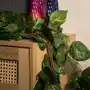 Girlanda z liści sztuczna zeleno epipremnum 240 cm Homla Sklep on-line