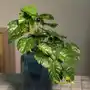 Homla Roślina zwisająca sztuczna tropical zone monstera 40 cm Sklep on-line