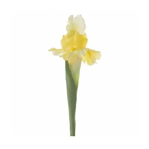 IRYS - sztuczny kwiat dekoracyjny z płatkami z jedwabistej tkaniny 70 cm żółty