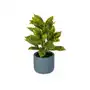 LIVARNO home Sztuczna roślina kroton / peperomia / fikus pnący / paproć, 11 cm (Ø) (Codiaeum) Sklep on-line