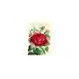 Madame treacle karnet b6 brokat z kopertą urodziny róża Sklep on-line