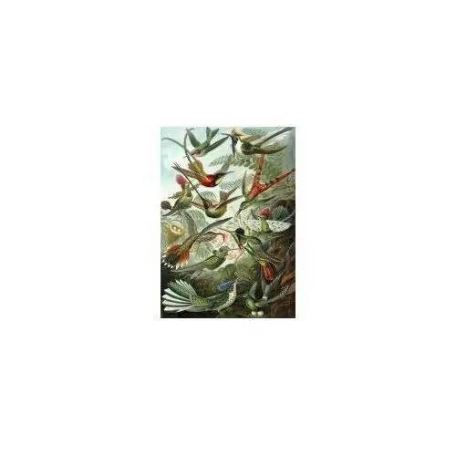 Madame treacle karnet b6 z kopertą kolibry