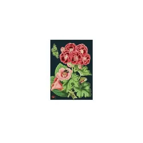 Karnet b6 z kopertą różowa pelargonia Madame treacle
