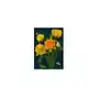 Madame Treacle Karnet B6 z kopertą Żółte tulipany Sklep on-line