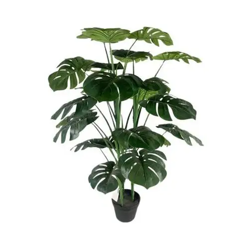 Monstera w doniczce 105 cm