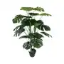 Monstera w doniczce 105 cm Sklep on-line