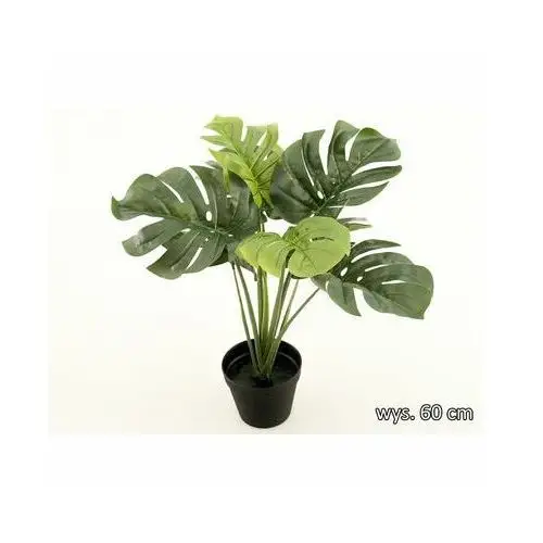 Monstera w doniczce