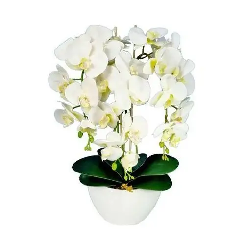 Pantofelek24 Storczyk orchidea ecru- sztuczne kwiaty 60 cm 3pgbw