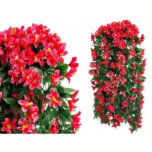 Pelargonie Pelargonia Surfinie Kwiaty na Balkon Girlanda Kwiatowa 4 szt