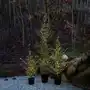 Drzewo led milas cedar tree w doniczce, do użytku zewnętrznego Sirius Sklep on-line