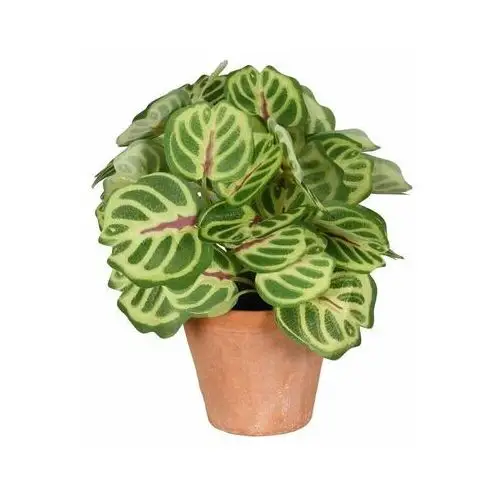 Splendid Peperomia sztuczna w doniczce 22 cm