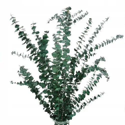 Stabilizowany eukaliptus baby zielony bukiet