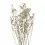 Suszona gipsówka biała suszone kwiaty Sklep on-line