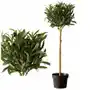 Sztuczna Roślina oliwka drzewko oliwne 80cm kwiat do salonu jak żywe Sklep on-line