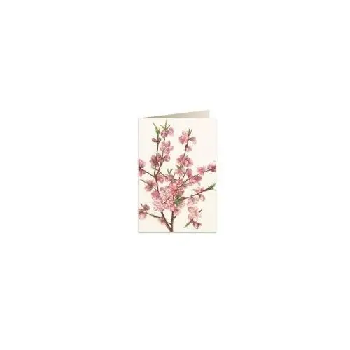 Tassotti karnet b6 + koperta 5543 kwiat brzoskwini