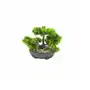 Roślina bonsai w doniczce 20 cm zielona Sklep on-line