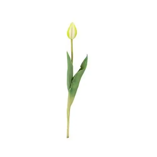 Top gift Tulipan pojedynczy gumowany mix kolorów 41 cm